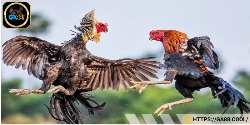 Bí quyết chọn gà cánh tiên chuẩn chiến kê