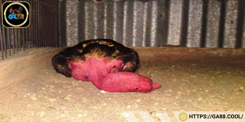 Hiện nay có 6 loại gà chọi tử mị phổ biến được sư kê săn đón