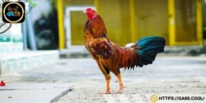 Cần bổ sung đủ dinh dưỡng thức ăn