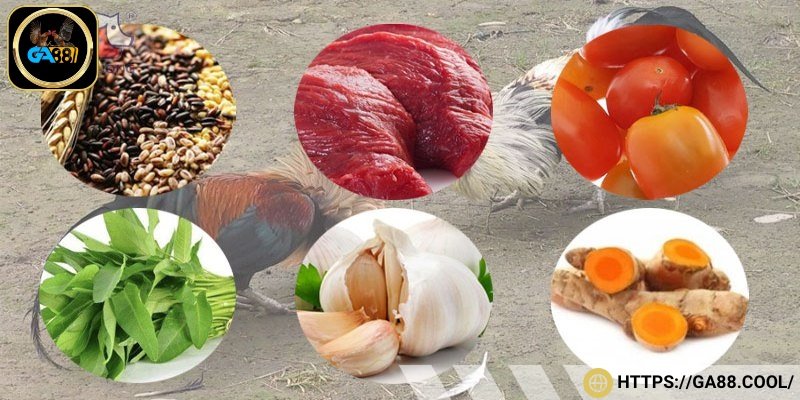 Cách nuôi gà đá cựa sắt dinh dưỡng quan trọng