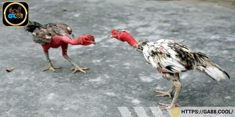 Gà đá cần phục hồi sức sau thi đấu