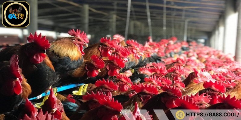 Cách nuôi gà đá cựa sắt vỗ béo giai đoạn đầu