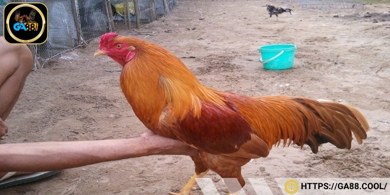 Muốn gà ngũ sắc trở thành chiến kê thực thụ cần có quá trình rèn luyện