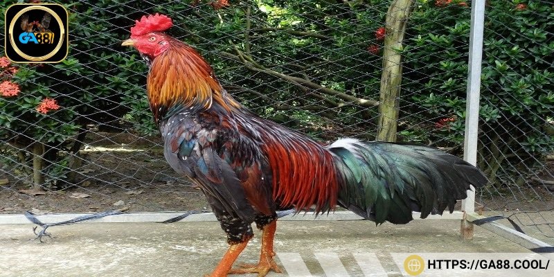 Cần đảm bảo chế độ sinh hoạt cho chiến kê