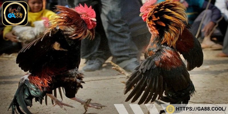 Nên để cho chiến kê có thời gian nghỉ ngơi sau mỗi trận đấu