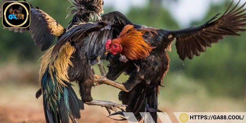 Tổng hợp những hình thức chọi gà dao phổ biến