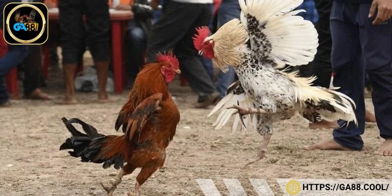 Hình thức đá gà lai cựa dao luôn được yêu thích trên thị trường