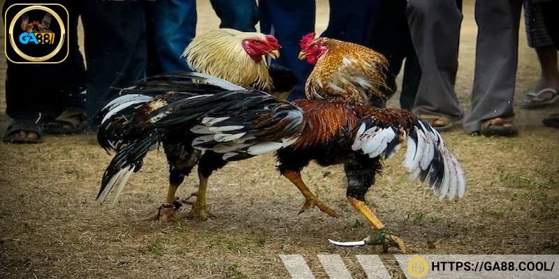 Đặc điểm của hình thức chọi gà cựa dao được quy định hiện nay