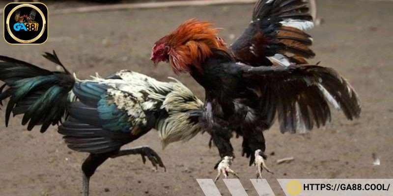 Quy định và luật chơi chọi gà cựa dao hiện nay