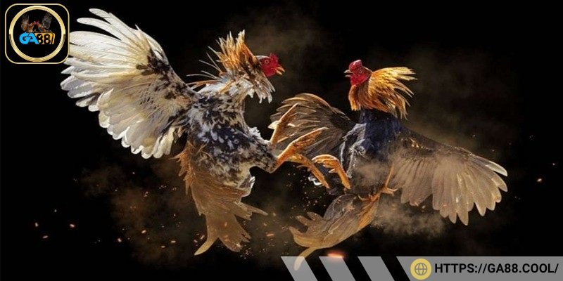Tóm tắt thông tin về hình thức đá gà cựa dao