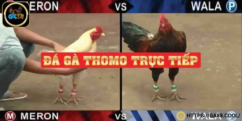 Đá gà Thomo
