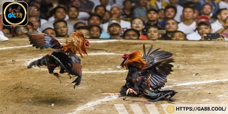 Đá gà truyền thống của Việt Nam