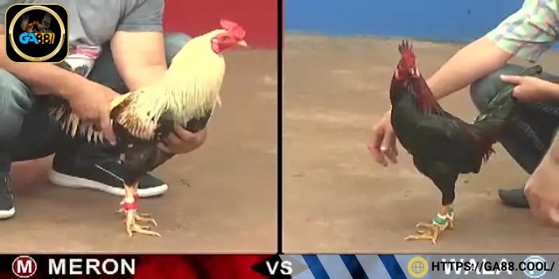 Các luật quy định trước khi trận đấu chính thức diễn ra