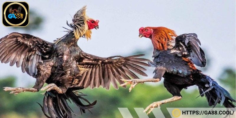 Tìm hiểu khái niệm đá gà mạng tại nhà cái GA88