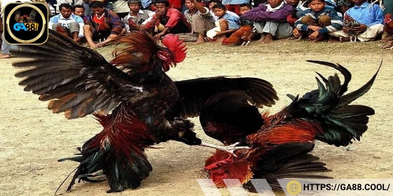 Những bí quyết hay giúp bạn chiến thắng khi chơi đá gà online