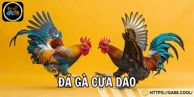 Đá gà cựa dao hấp dẫn, gay cấn