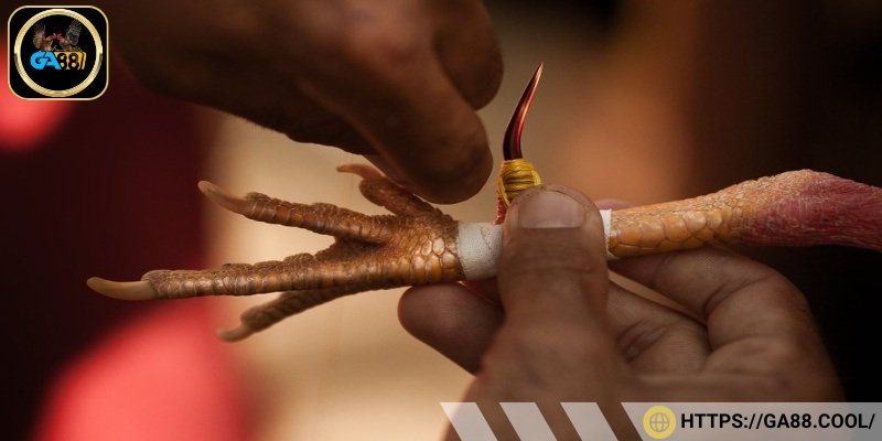 Đá gà cựa sắt phù hợp với cược thủ yêu thích sự mạo hiểm