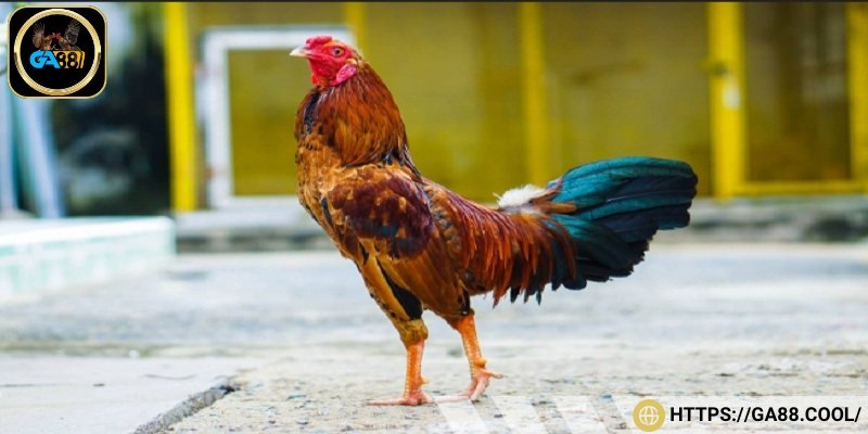 Đá gà đòn nòi dựa trên luật chơi truyền thống