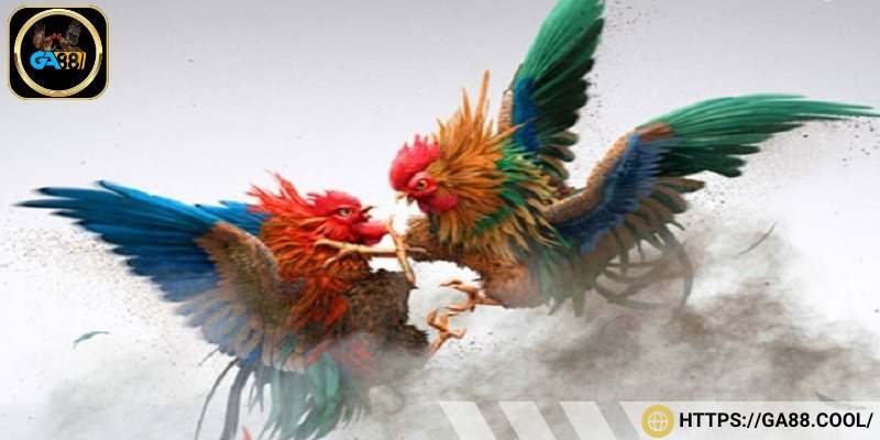 Những lợi ích của đá gà trực tuyến mang đến cho người chơi