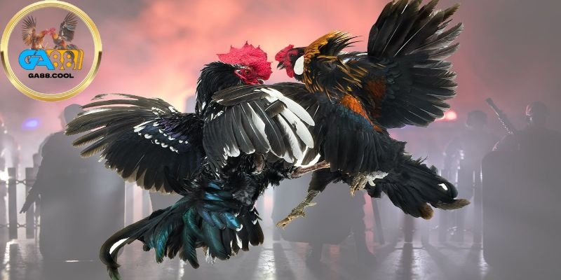 Đá gà trực tuyến