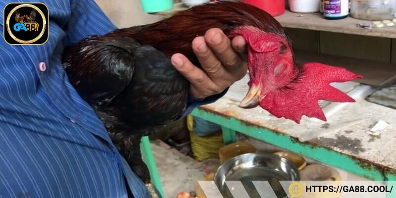 Chiến kê tử mị sở hữu khả năng lì đòn cực cao