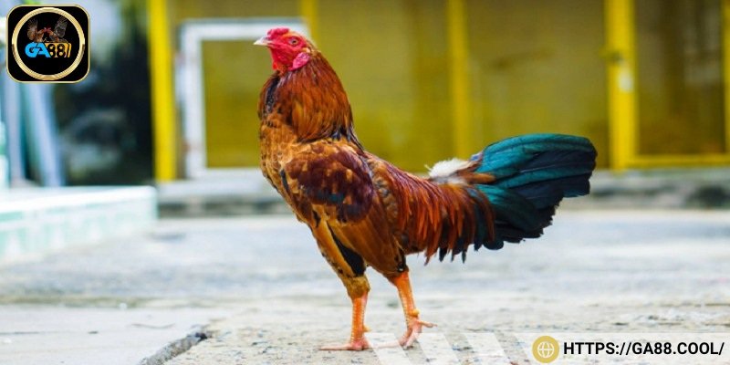 Mỗi một gà vảy song cúc được xem như hai cánh hoa mọc liền nhau