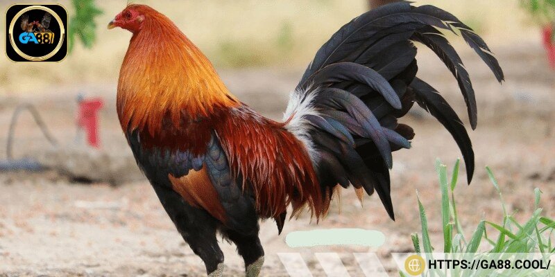 Tinh thần chiến đấu với dáng vẻ lì lợm