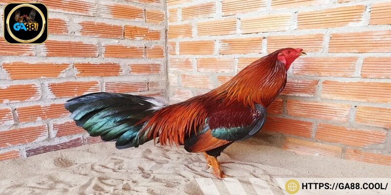 Kelso điều chỉnh chiến thuật linh hoạt