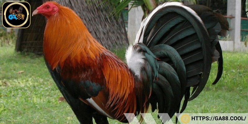 Chúng va chạm, nhưng không chơi khô máu