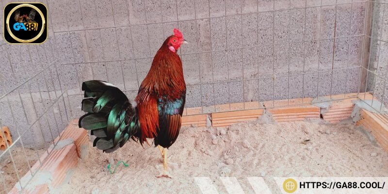 Phần đầu khá nhỏ, tròn hoặc hơi vuông