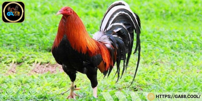 Dòng gà Kelso nổi bật với thể hình đẹp