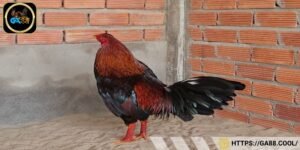 Gà Asil sở hữu cơ thể săn chắc, bắp thịt nổi rõ trên cơ thể