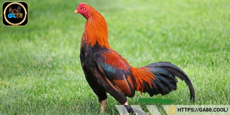 Asil là giống gà sở hữu đôi mắt sáng rực, trắng ngà