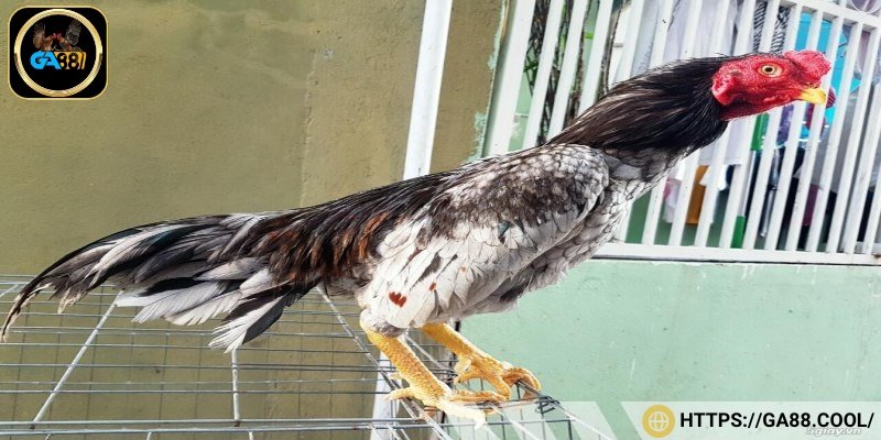 Dòng gà Asil có đầu tròn, gò má gồ lên cao oai phong