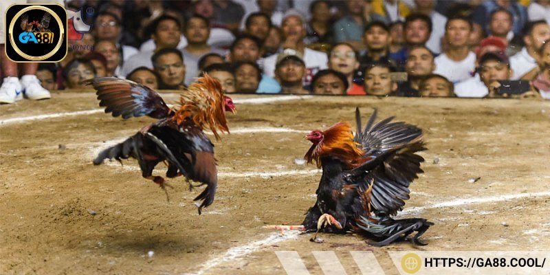 Dòng gà Asil chúng có khí chất chiến binh và thể hình vượt trội