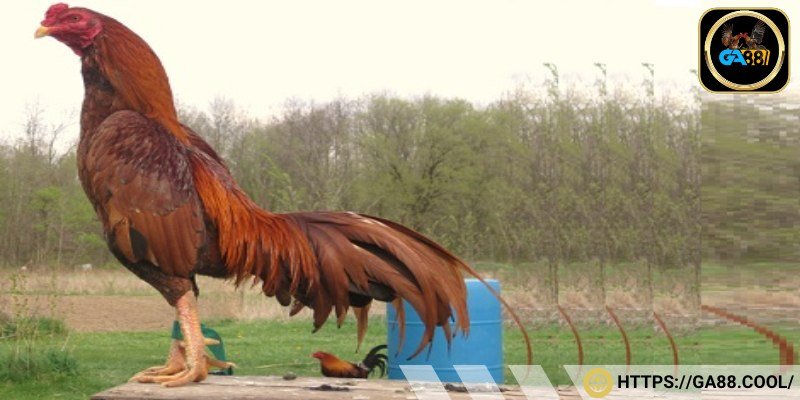Dòng gà Asil được xem là võ sĩ mạnh mẽ trên đấu trường