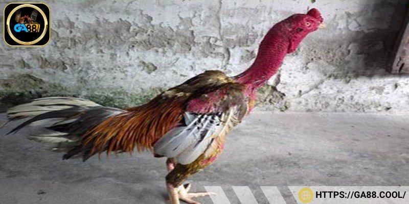 Gà đá Bình Định luôn nổi bật với bản lĩnh thi đấu lì đòn