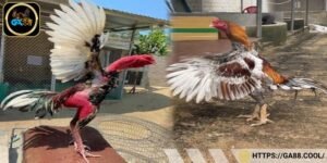 Gà đá Bảy Quéo được xem là báu vật hiếm có