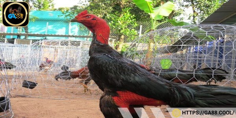 Mỏ gà Bình Định cong nhẹ, có khả năng tung đòn đối thủ