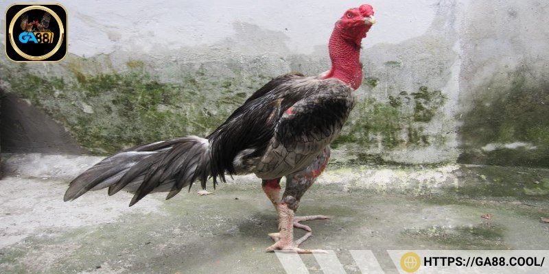 Giống gà Ngân Hàng được biết đến là một chiến kê nổi tiếng mạnh mẽ