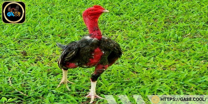 Gà Bình Định có thân mình dài, vai nở và đùi cuồn cuộn
