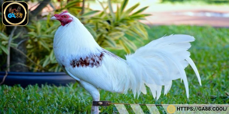 Gà Cuban lai Jap bền bỉ, mạnh mẽ