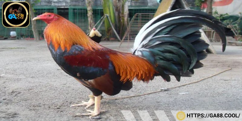 Gà Cuban nhạy cảm thời tiết