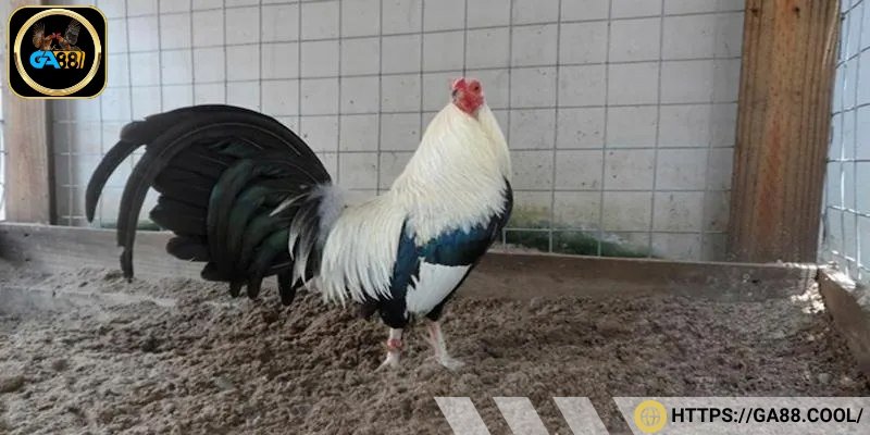 Dòng gà chọi Cuban có thân hình nhỏ gọn