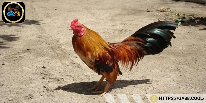 Gà Cuban có lưng thon nhẹ, hẹp đuôi