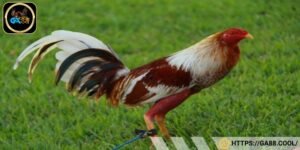 Gà Cuban lai tre thân hình nhỏ