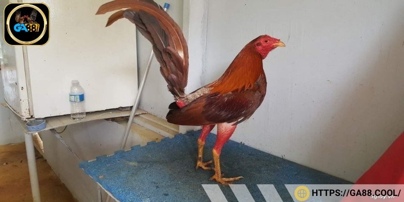 Dòng gà Cuban là gà chọi nổi danh có nguồn gốc từ Cuba