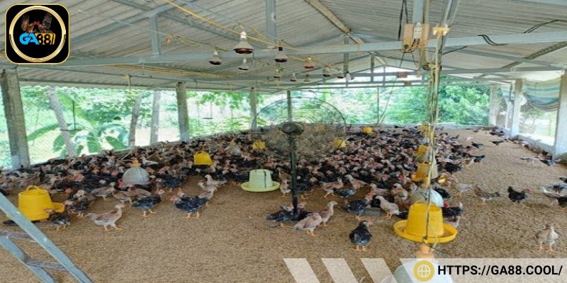 Bạn cần thiết kế chuồng thông thoáng