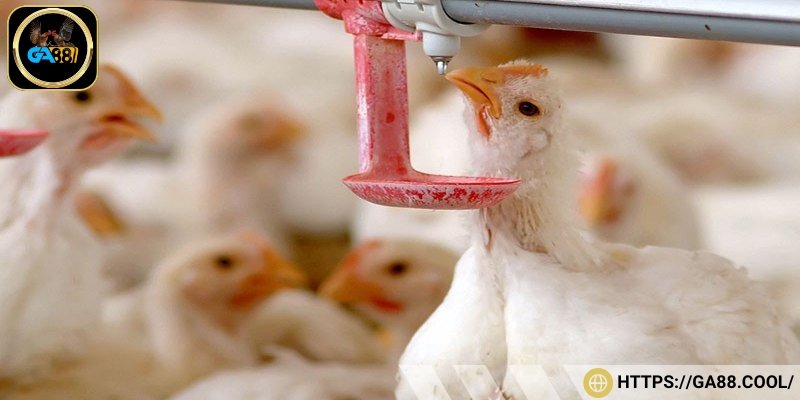 Luôn lưu ý bổ sung đủ khoáng chất