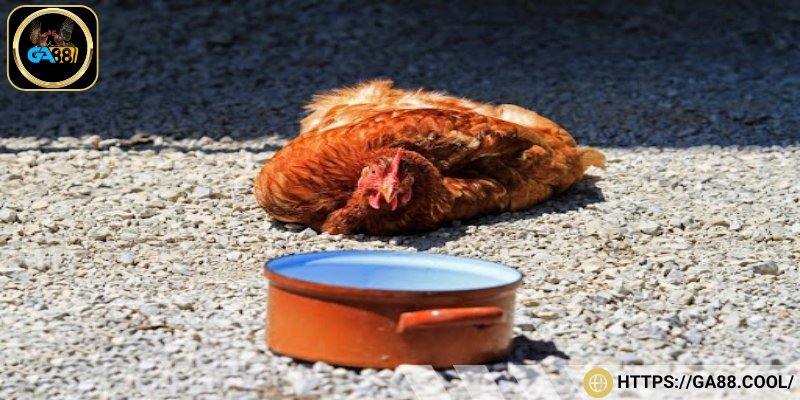 Gà đá bị sốc nhiệt thường do yếu tố thời tiết thay đổi đột ngột
